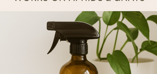 🌿 Say Goodbye to Houseplant Pests — Naturally